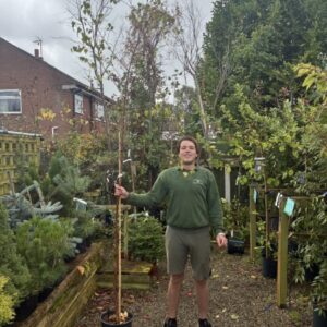 Betula Pendula 12 LTR