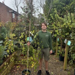 Betula Youngii 12 LTR