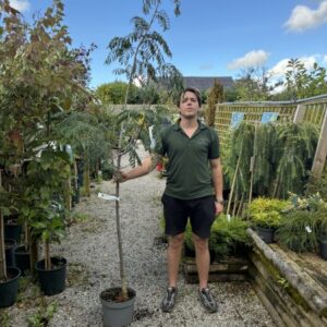Sorbus Chinese Lace 12 LTR