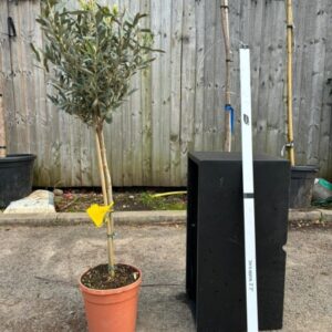 Olea europea 1/4std c5