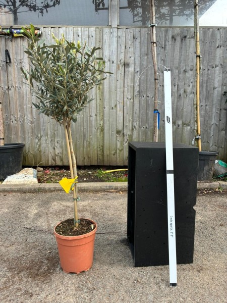 Olea europea 1/4std c5