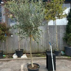 Olea europea 1/2std 12-14 GIRTH