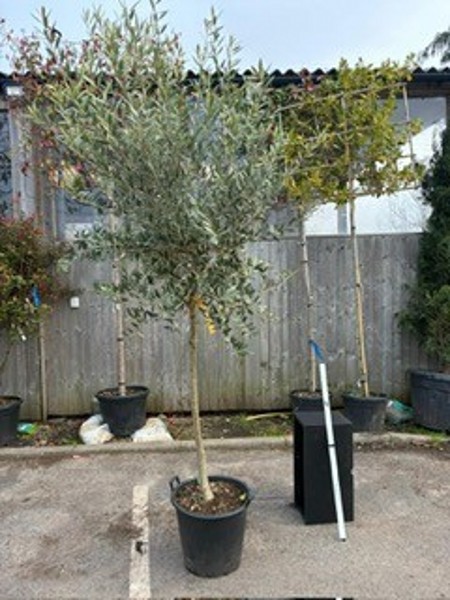 Olea europea 1/2std 12-14 GIRTH