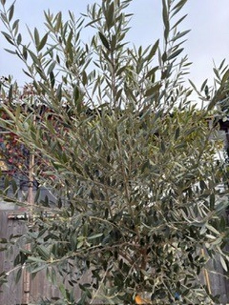 Olea europea 1/2std 12-14 GIRTH - Image 2