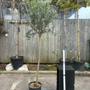 Olea europea 1/2std 8-10 GIRTH