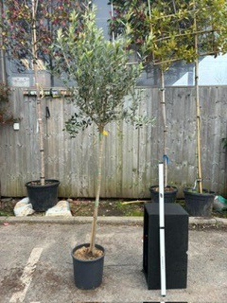 Olea europea 1/2std 8-10 GIRTH