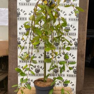 Salix Kimarnock 100cm