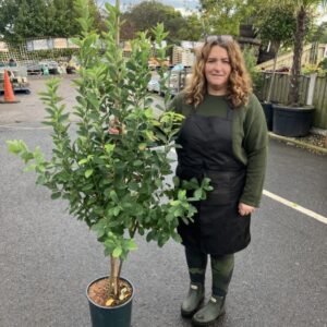 Amelanchier October Flame 12 LTR