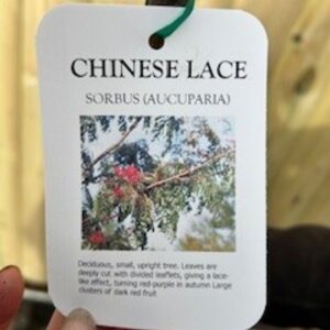 Sorbus Chinese Lace