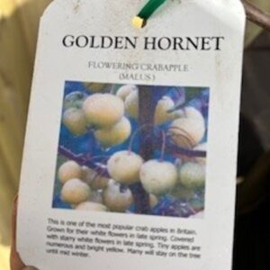 Golden Hornet' is a small deciduous tree with a broad ovoid crown and white flowers followed by a profuse crop of bright, deep yellow fruits 2.5cm in length, which persist well into winter