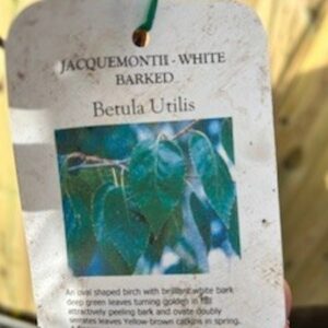 Jacquemontii birch, White-barked Himalayan birch, Birch