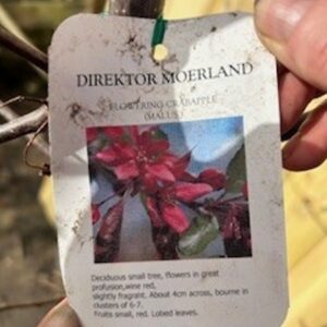 Malus Direktor Moerland