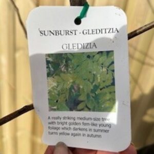 Gleditsia triacanthos 'Sunburst' is a graceful, deciduous ornamental tree prized for its vibrant golden foliage and light, airy form. It typically grows to around 8–12 metres tall with a broad, open canopy that allows dappled sunlight to filter through. The finely divided, fern-like leaves emerge bright yellow in spring, gradually softening to a fresh greenish-yellow as the season progresses, before turning golden again in autumn.