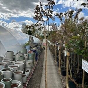 FM Prunus Fragant Cloud 12 LTR