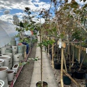 FM Prunus X Sargentii Jacqueline 12 LTR