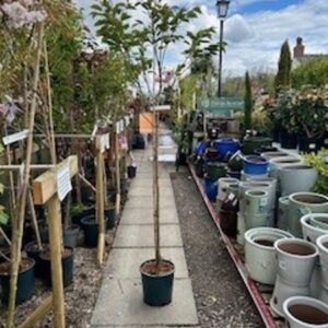 FM Prunus Tai Haku 12 LTR