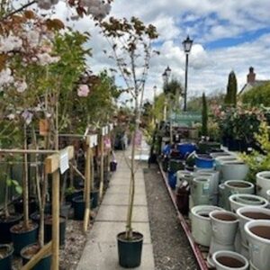 FM Prunus Okame 12 LTR