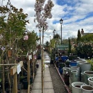 FM Prunus Amanogawa 12 LTR