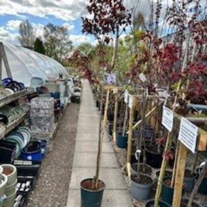 FM Prunus pissardii Nigra 12 LTR