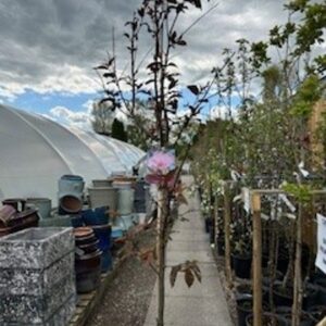 FM Prunus cerasifera Spring Glow 12 LTR