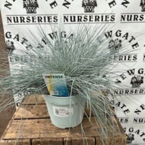 Festuca Intense Blue