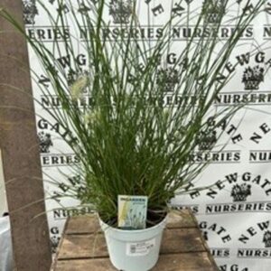 Pennisetum Little Hameln