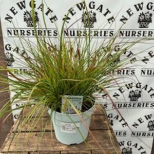 Pennisetum Burgundy Bunny