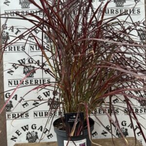 Pennisetum Rubrum
