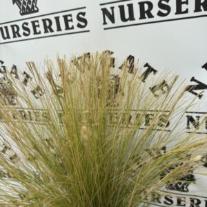 Stipa Gigantea C2