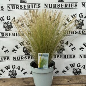 stipa tenuissima Pony Tails c2