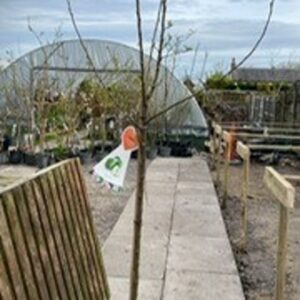 Malus (apple) dom Granny Smith 12L
