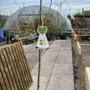 Pyrus (Pear) coms Williams 12L