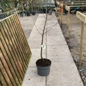 Malus Domestica Egremont Russet