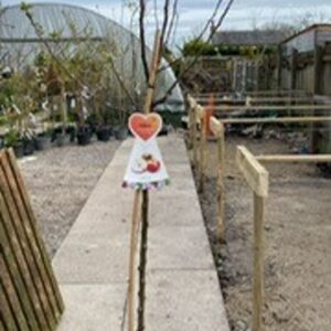 Malus (apple) dom James Grieve 12L