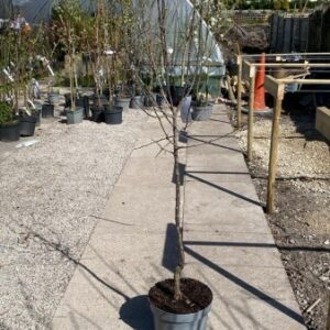 'Prunus dulcis is a deciduous Tree  6 m (19ft) by 6 m (19ft). Flowers Mar to April,  seeds ripen in October. The flowers are hermaphrodite (have both male and female organs)  pollinated by Insects.The plant is self-fertile. Suitable for: light (sandy), medium (loamy) and heavy (clay) soils and prefers well-drained soil.