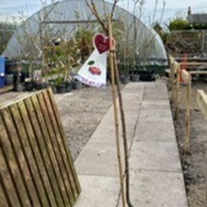 Prunus (Cherry) avium Kordia 12L