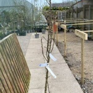 'Chanticleer' is a narrowly conical medium-sized deciduous tree with glossy dark green ovate leaves, usually colouring well in autumn. Abundant clusters of white flowers followed by small brown fruits