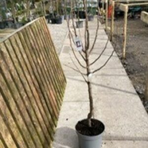 'Chanticleer' is a narrowly conical medium-sized deciduous tree with glossy dark green ovate leaves, usually colouring well in autumn. Abundant clusters of white flowers followed by small brown fruits