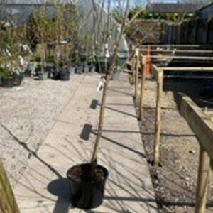 'Prunus dulcis is a deciduous Tree  6 m (19ft) by 6 m (19ft). Flowers Mar to April,  seeds ripen in October. The flowers are hermaphrodite (have both male and female organs)  pollinated by Insects.The plant is self-fertile. Suitable for: light (sandy), medium (loamy) and heavy (clay) soils and prefers well-drained soil.