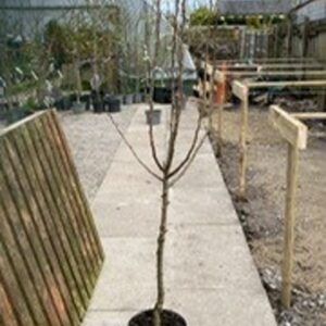 'Chanticleer' is a narrowly conical medium-sized deciduous tree with glossy dark green ovate leaves, usually colouring well in autumn. Abundant clusters of white flowers followed by small brown fruits