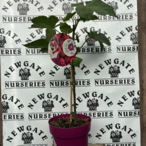 Rubus Idaeus (Rasberry Tree)