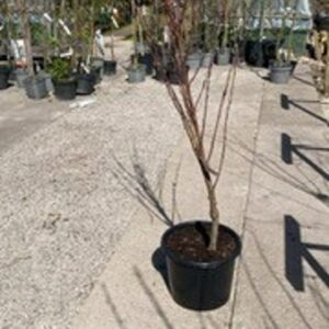'Prunus dulcis is a deciduous Tree  6 m (19ft) by 6 m (19ft). Flowers Mar to April,  seeds ripen in October. The flowers are hermaphrodite (have both male and female organs)  pollinated by Insects.The plant is self-fertile. Suitable for: light (sandy), medium (loamy) and heavy (clay) soils and prefers well-drained soil.