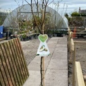 Pyrus (Pear) coms Conference 12L