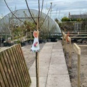 Malus (apple) dom Discovery 12L
