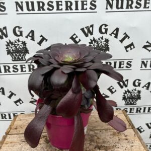 Aeonium Arboreum