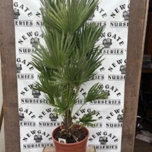 Chamaerops Humilis 6L