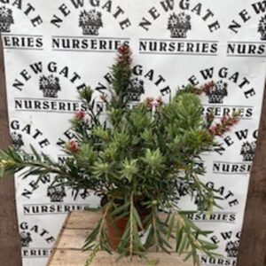 Callistemon citrinus c2