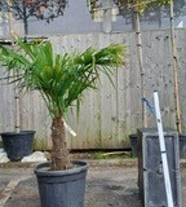 Chamaerops Excelsa T20-30 c15