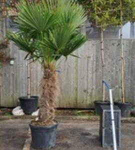 Chamaerops Excelsa T70-80 c45