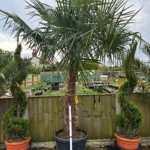 Chamaerops Excelsa T100/120 c70